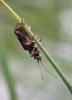 Plateumaris braccata
